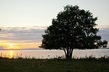 Obraz premium Alder tree in sunset