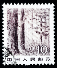 Obraz premium Stamp printed in China shows immense forest in the Northeast