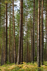 Fototapeta na wymiar Scandinavian las sosnowy