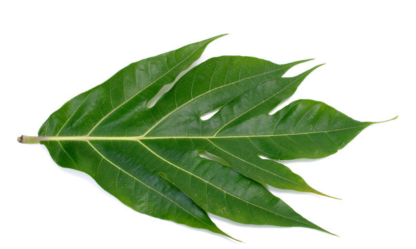 Breadfruit Leaf Isolated On White Background