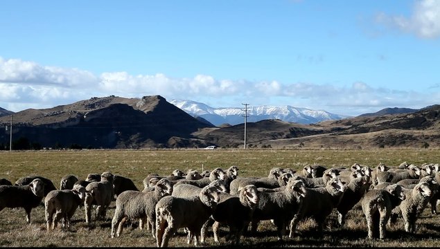 Grazing flock of Sheeps in a farmland of New Zealand