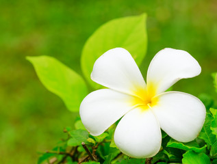 Frangipani