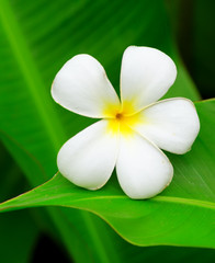 Frangipani
