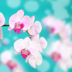 Pink orchid(Phalaenopsis)