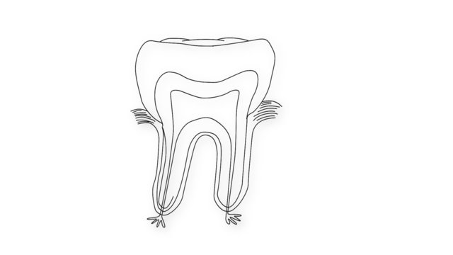 Human Tooth structure animation illustration