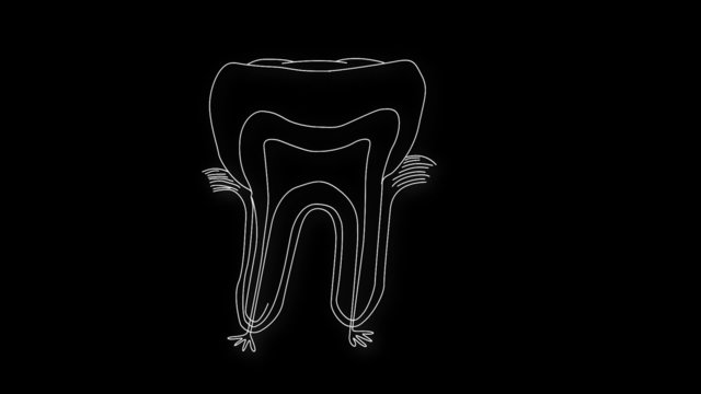 Human Tooth structure animation illustration