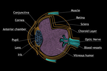 Human Eye structure