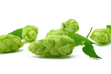 Obraz premium Chmiel