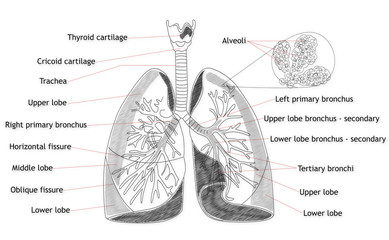 Human Lung structure