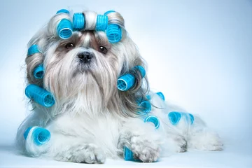 Rolgordijnen Shih tzu hond © chaossart