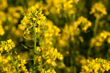 Colza (Brassica rapa)