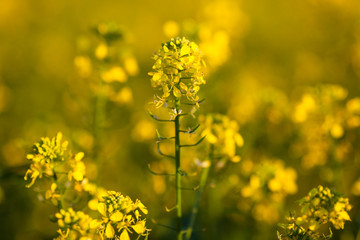 Colza (Brassica rapa)