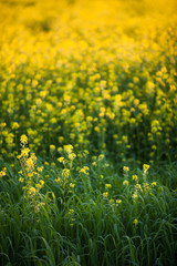 Fototapeta premium Colza (Brassica rapa)