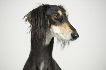 Fototapeta premium Foreground - Dog Persian greyhound race Saluki