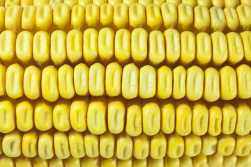 cobs and corn