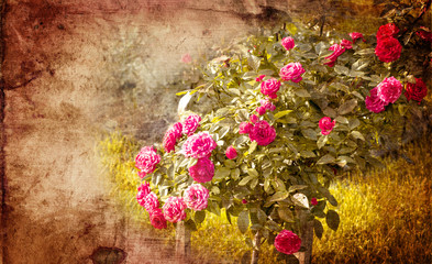 Old grunge vintage postcard with beautiful roses