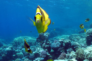 Red sea raccoon butterfylfish (Chaetodon fascinatus)