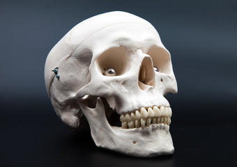 human scull