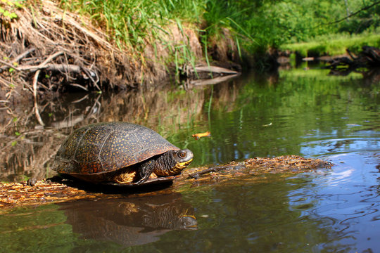 Blandings Turtle Basking On Log