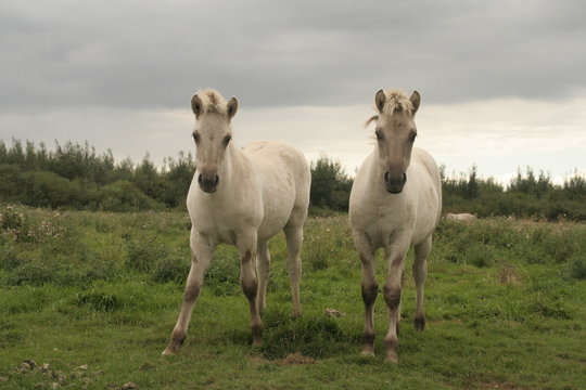 Horses