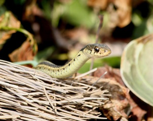 garter snake and broom