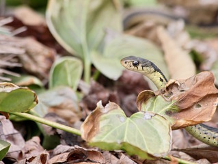 peeking garter snake