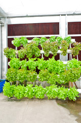 soilless or hydroponic