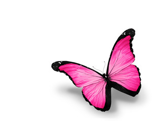 Pink butterfly, isolated on white background