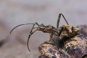 assassin bug