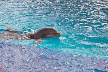 Obraz premium Dolphin in water