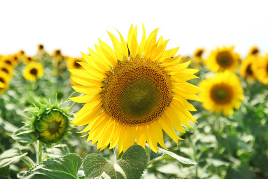 Sunflower field © Africa Studio