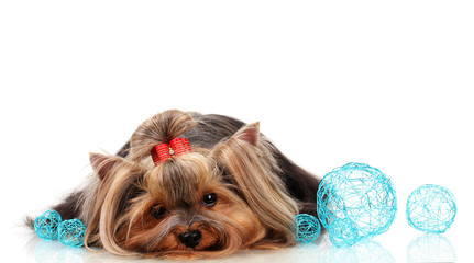 Beautiful yorkshire terrier with blue decorative balls isolated