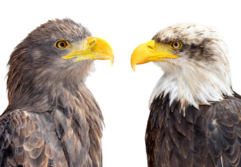 Bald Eagle with Sea Eagle