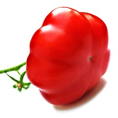 Fleischtomate