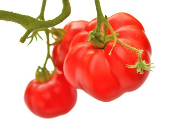Fleischtomaten