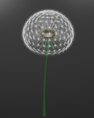 a dandelion