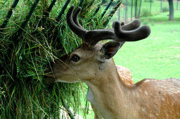 Fed deer in Zoo