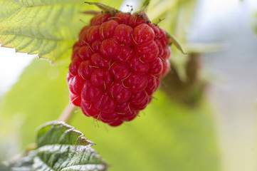 Raspberry