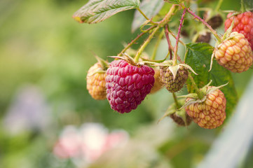 Raspberry