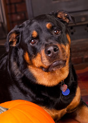 Obraz premium Dog with a Pumpkin