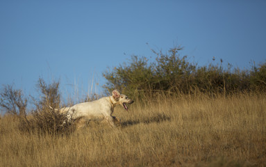 side view of english setter