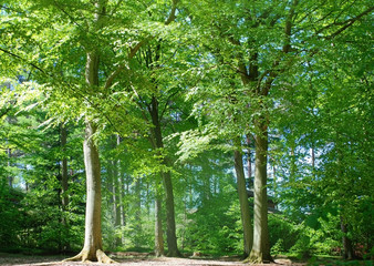 Fototapeta premium Tall trees
