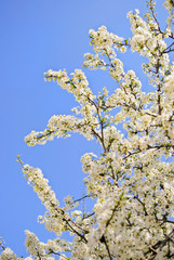 flowering spring tree on blue sky