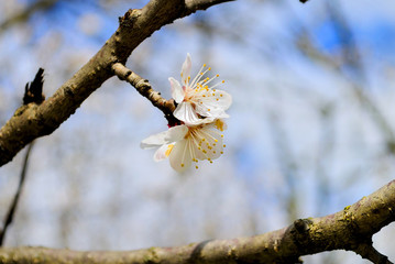 flowering spring tree on blue sky