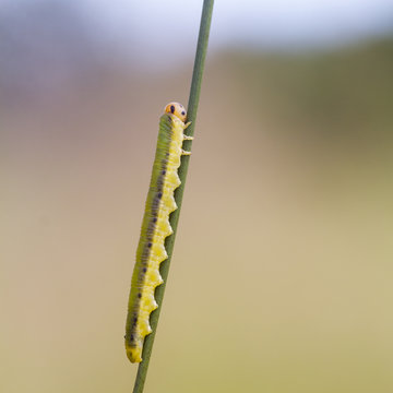 Sawfly larva  (Dolerus ferrugatus )