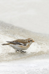 Snow bunting (plectrophenax nivalis)