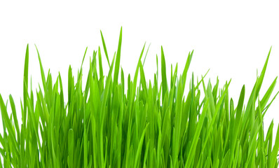 Green grass isolated on a white background
