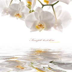white orchids on the water