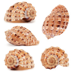 sea ​​shells
