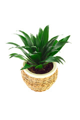 a the image of a flower in a pot of room Dracaena